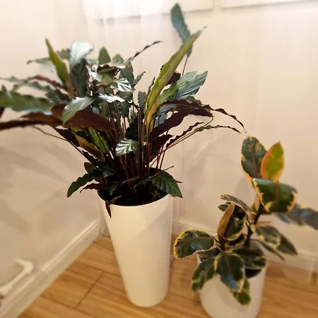 Apartament Kr Ogrodowa